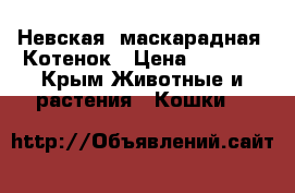 Невская- маскарадная. Котенок › Цена ­ 5 000 - Крым Животные и растения » Кошки   